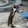 Ozeaneum Stralsund